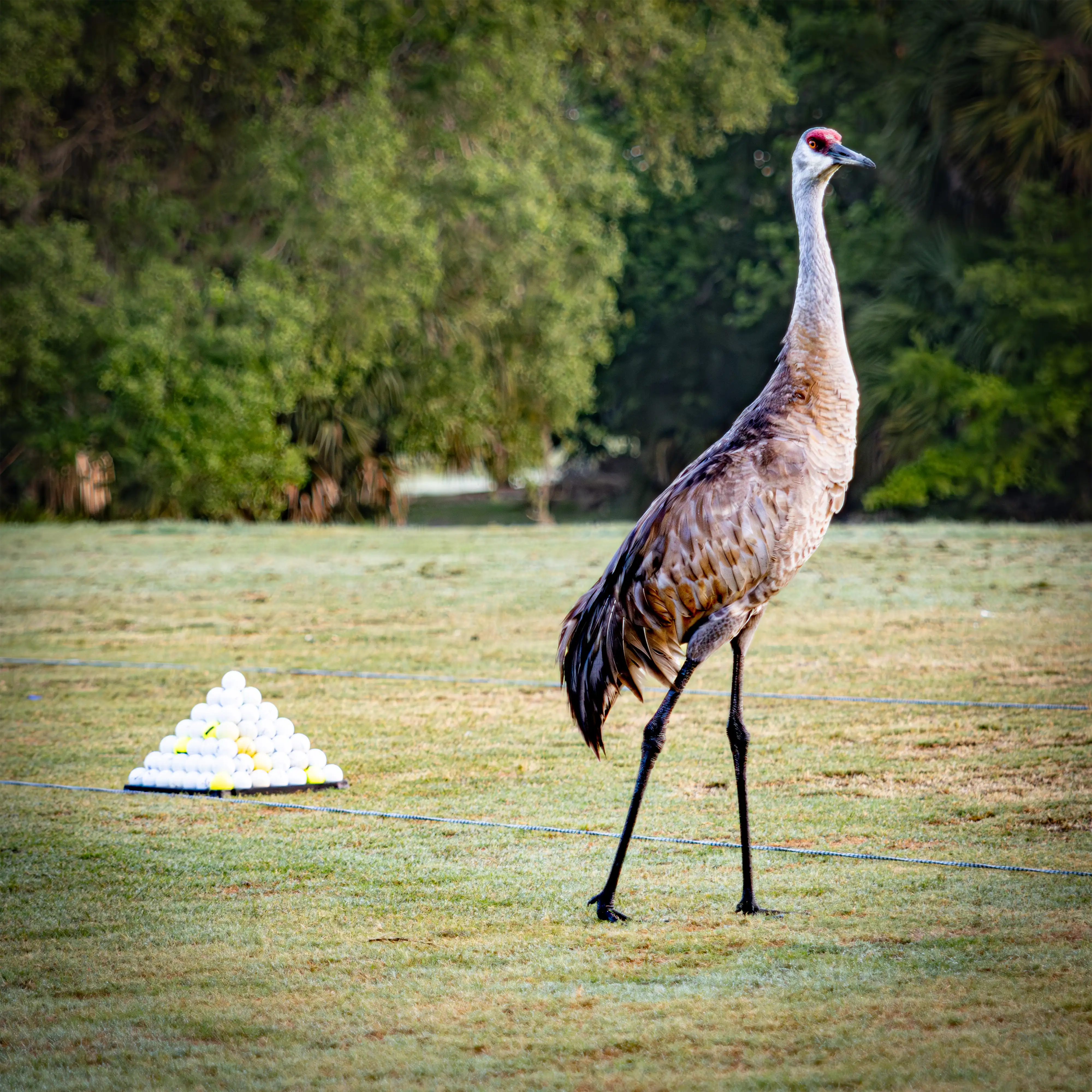 2026 Mud Hole Charity Golf Tournament - Image 8