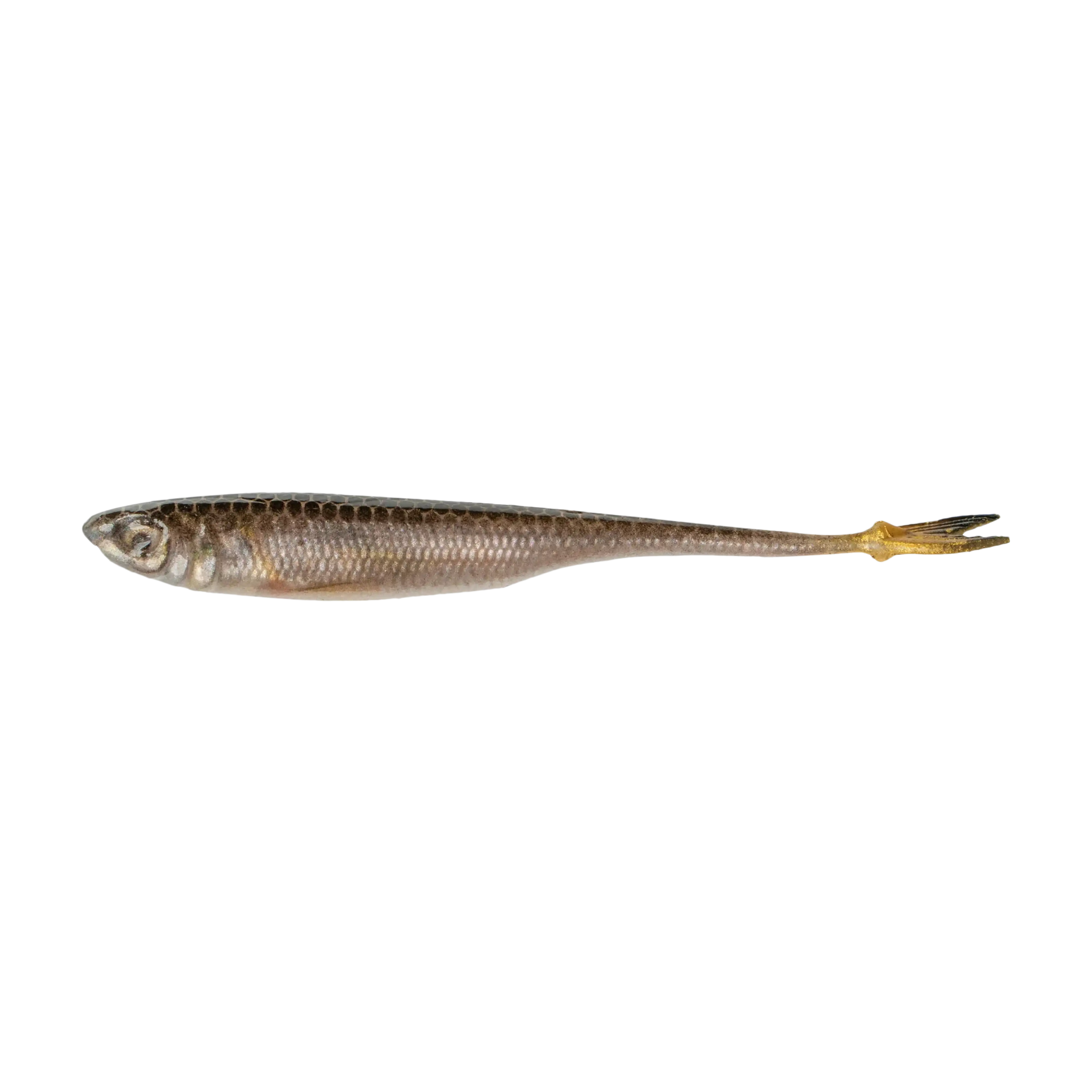 6th Sense Strobe Minnow Swimbait - 5-Pack - Image 4