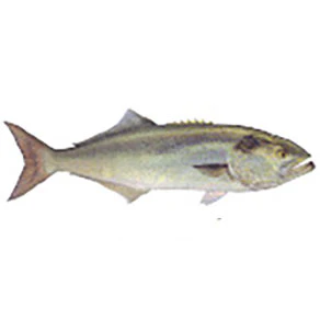 Mud Hole Game Fish Rod Decals - Image 12