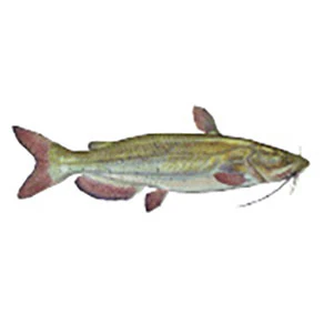 Mud Hole Game Fish Rod Decals - Image 17
