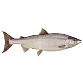 Mud Hole Game Fish Rod Decals - Image 19