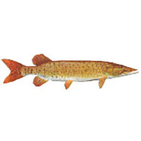 Mud Hole Game Fish Rod Decals - Image 24