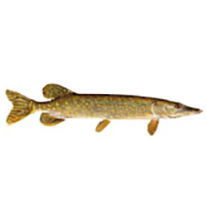 Mud Hole Game Fish Rod Decals - Image 25