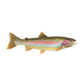 Mud Hole Game Fish Rod Decals - Image 29