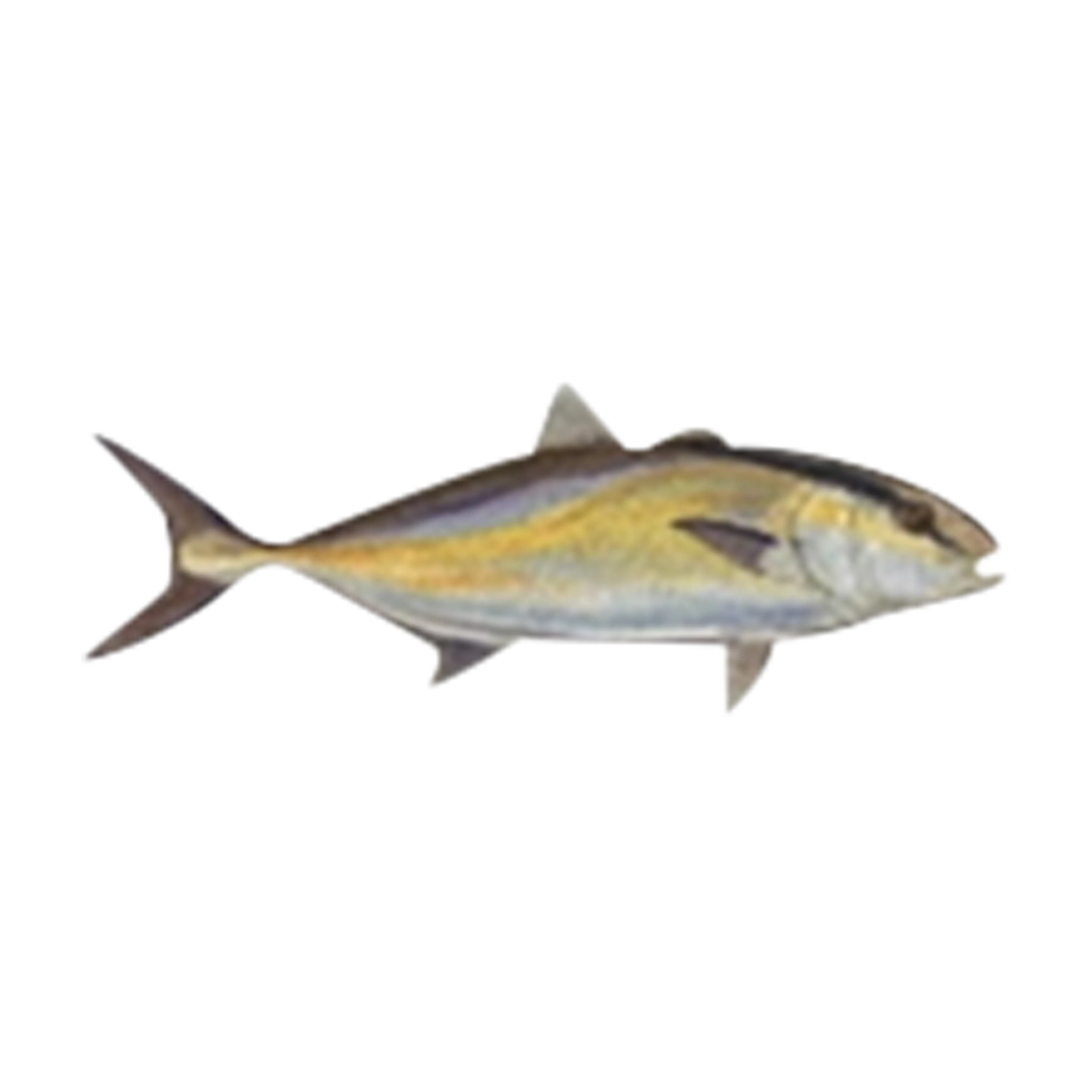 Mud Hole Game Fish Rod Decals - Image 3