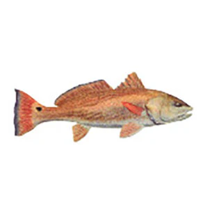 Mud Hole Game Fish Rod Decals - Image 30