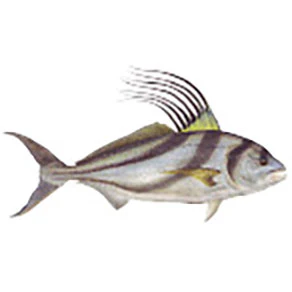 Mud Hole Game Fish Rod Decals - Image 33