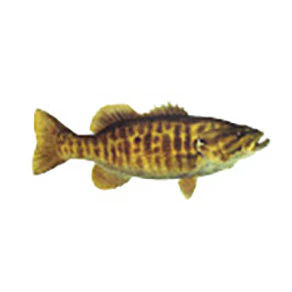 Mud Hole Game Fish Rod Decals - Image 37
