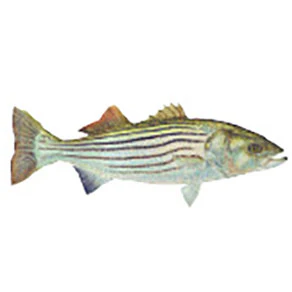Mud Hole Game Fish Rod Decals - Image 40