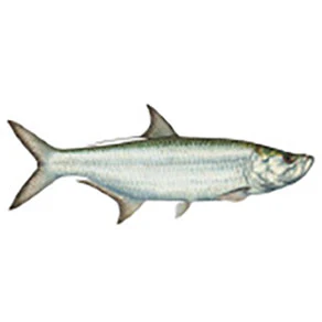 Mud Hole Game Fish Rod Decals - Image 42