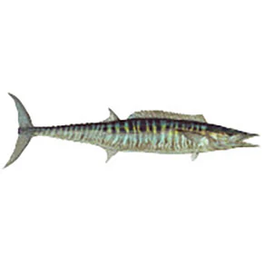 Mud Hole Game Fish Rod Decals - Image 43