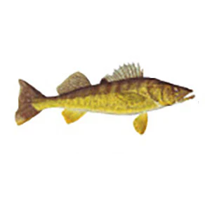 Mud Hole Game Fish Rod Decals - Image 44
