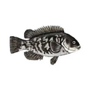Mud Hole Game Fish Rod Decals - Image 46