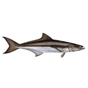 Mud Hole Game Fish Rod Decals - Image 47