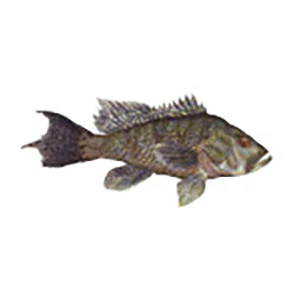 Mud Hole Game Fish Rod Decals - Image 51