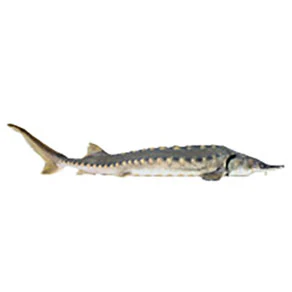 Mud Hole Game Fish Rod Decals - Image 53