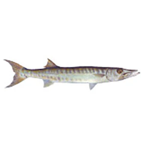 Mud Hole Game Fish Rod Decals - Image 8