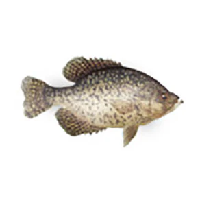 Mud Hole Game Fish Rod Decals - Image 9