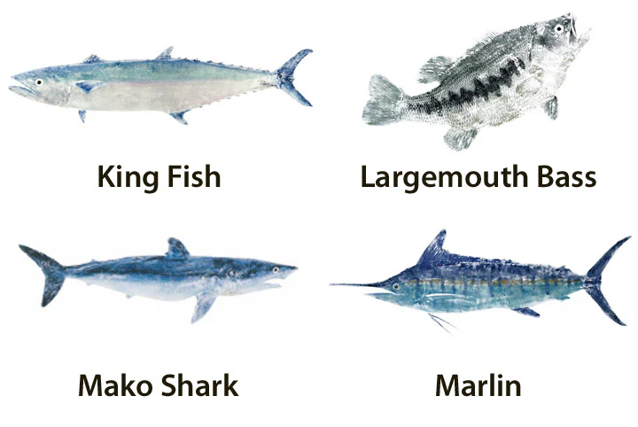 Mud Hole Japanese Gyotaku Fish Art Decals by Marshall Madruga - Image 3