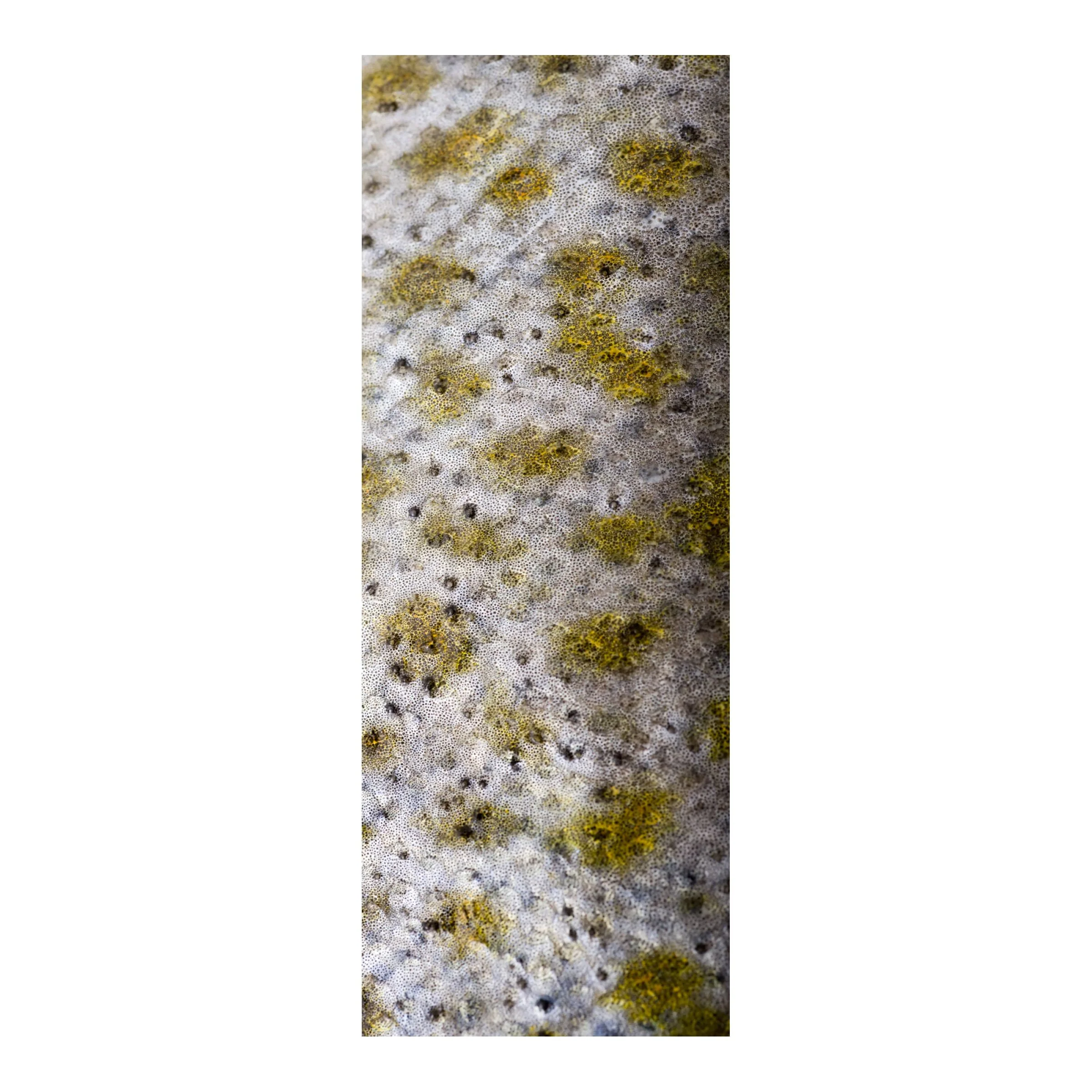 Mud Hole Rod Skinz Decorative Rod Wraps - Original - Image 24
