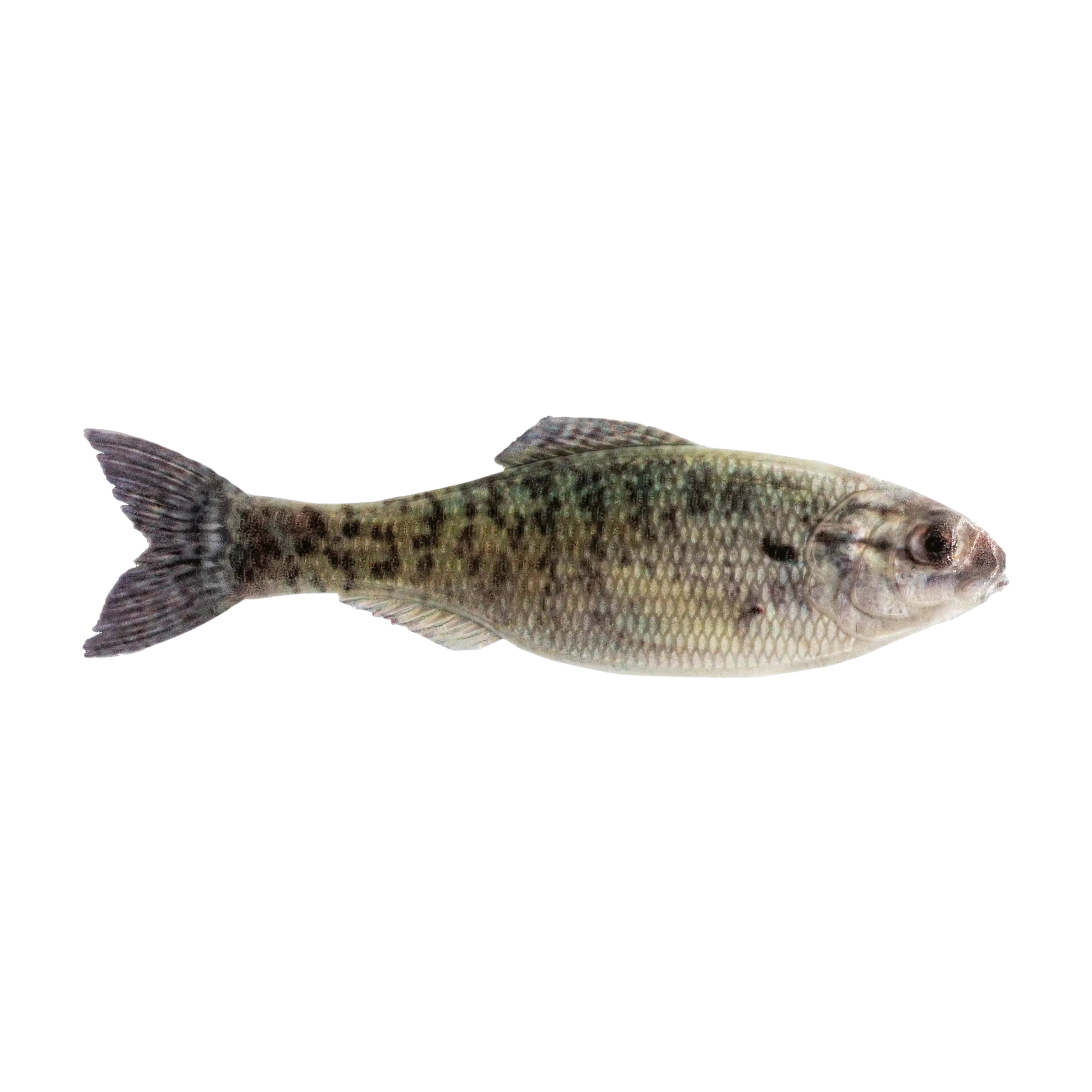 6th Sense The Panorama Swimbait - Image 4