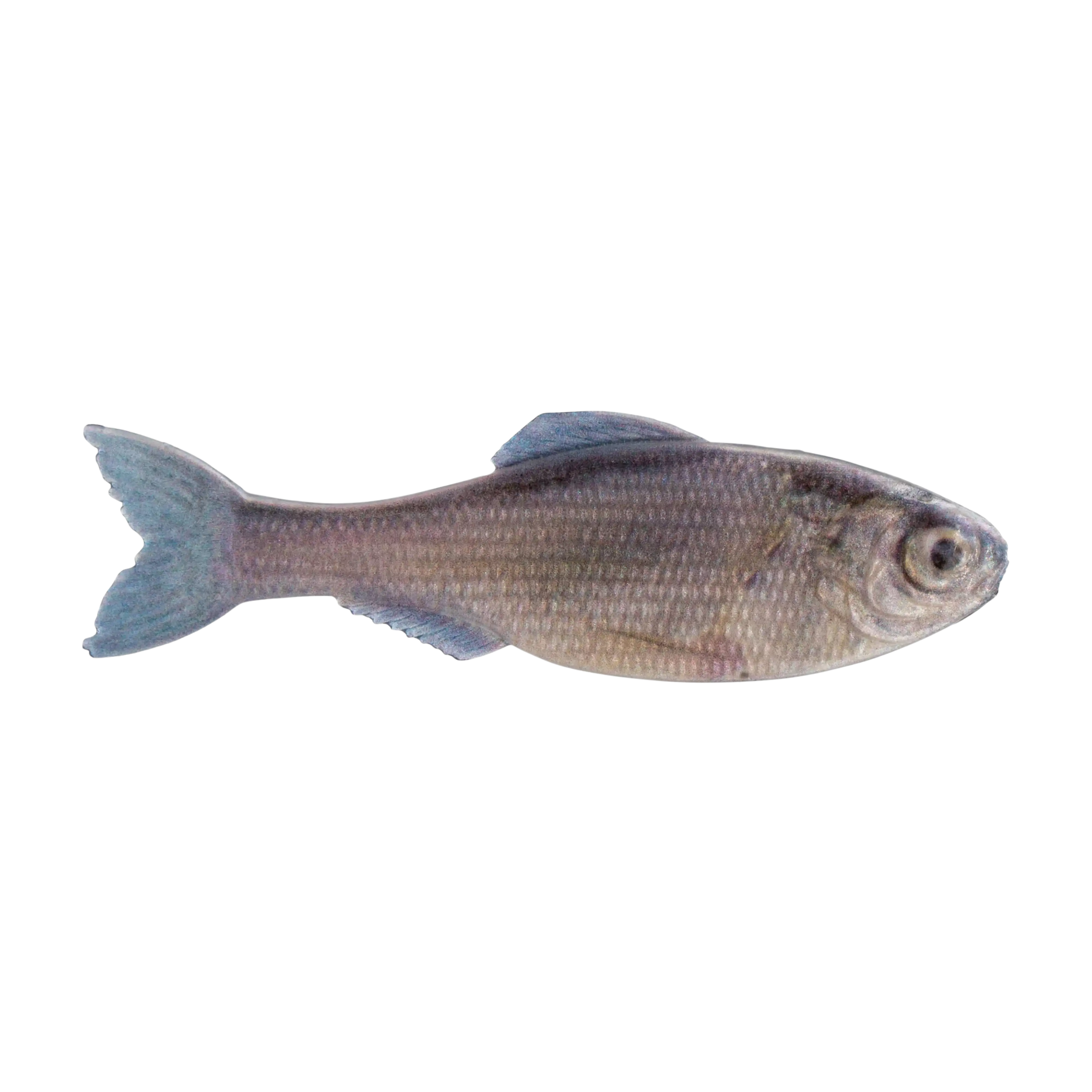 6th Sense The Panorama Swimbait - Image 5