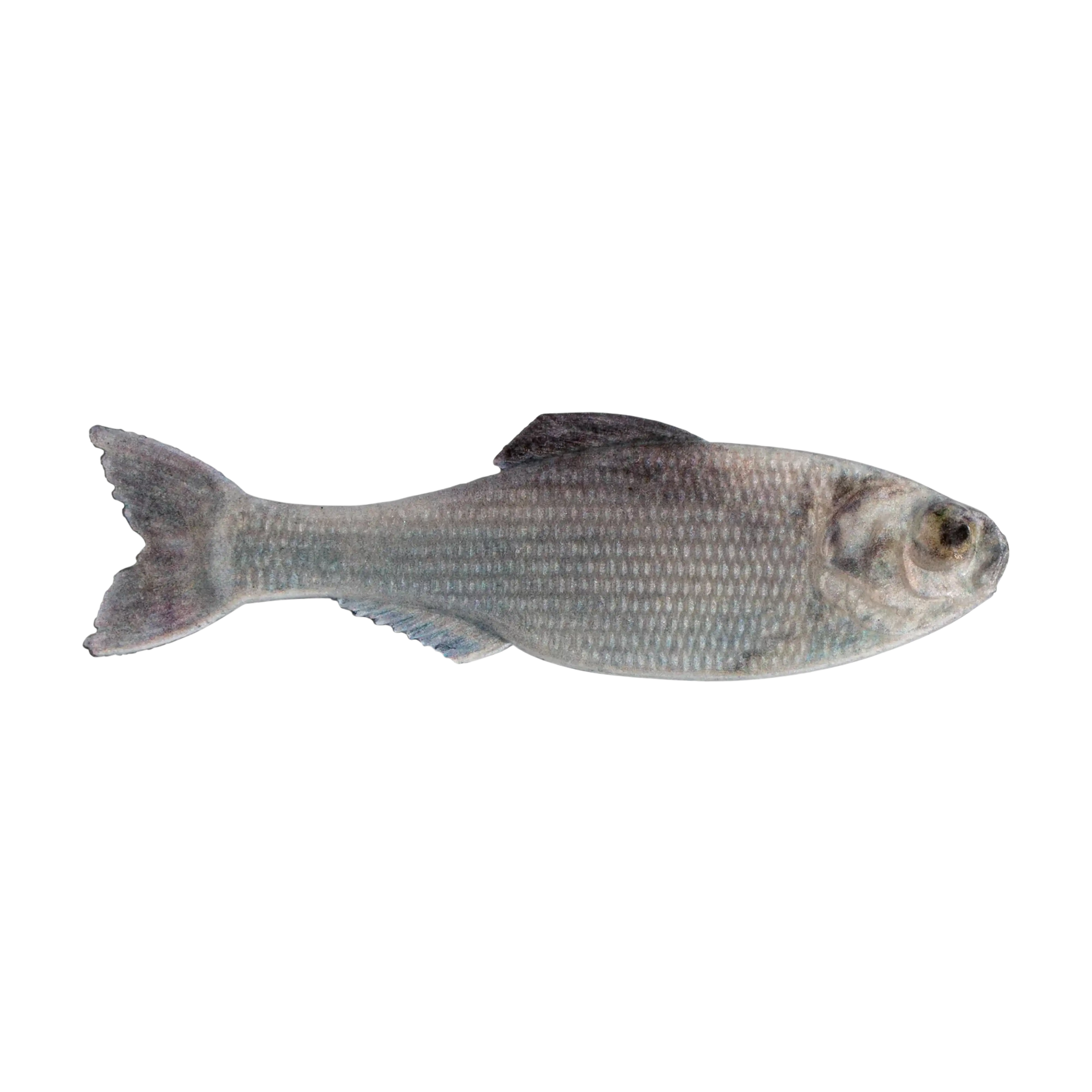 6th Sense The Panorama Swimbait - Image 6