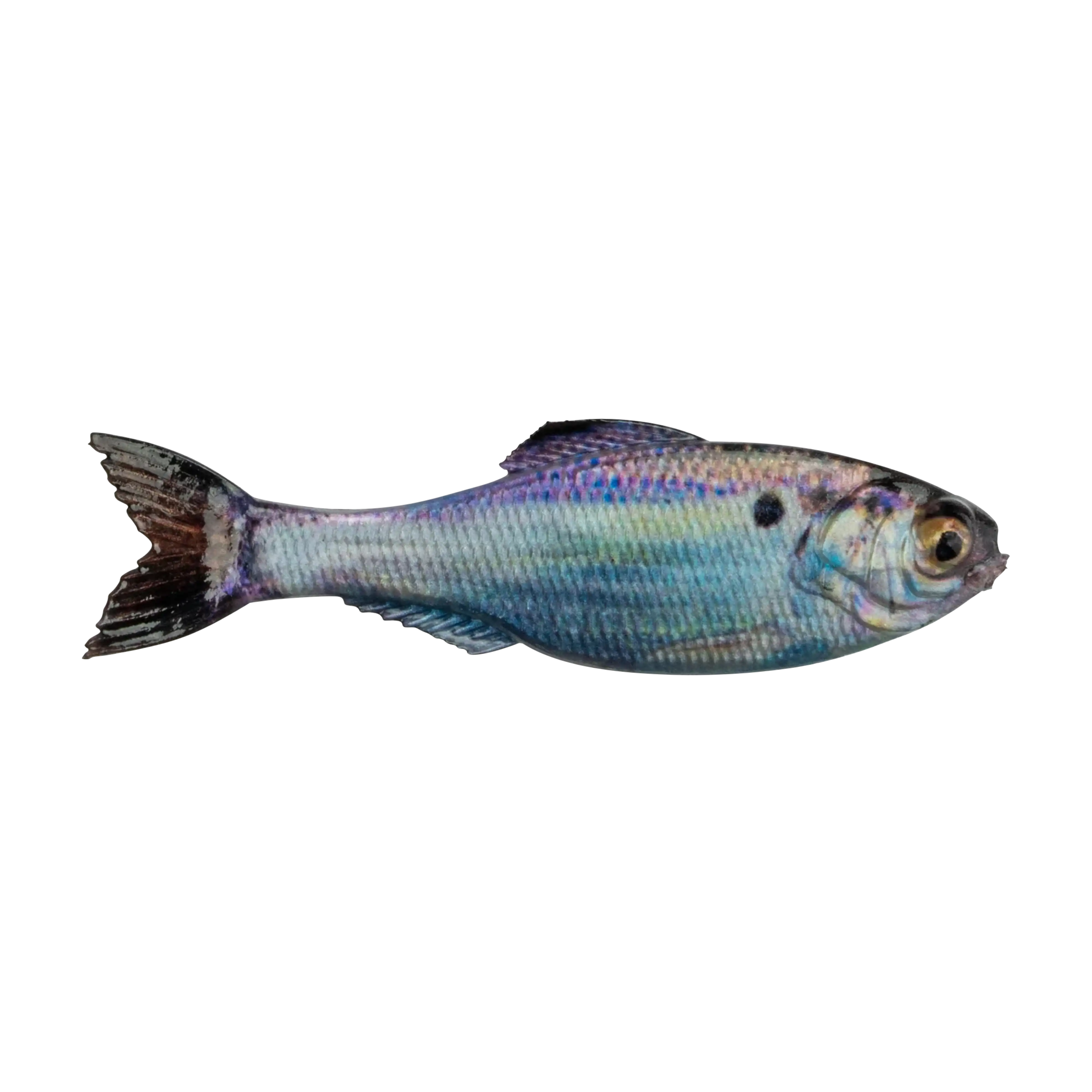6th Sense The Panorama Swimbait - Image 7